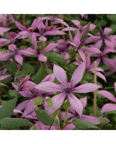 Clématite Princesse Arabelle® 'CERpara' (D.R Travers)