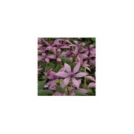 Clématite Princesse Arabelle® 'CERpara' (D.R Travers)