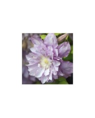 Clématite Proteus (D.R Travers)