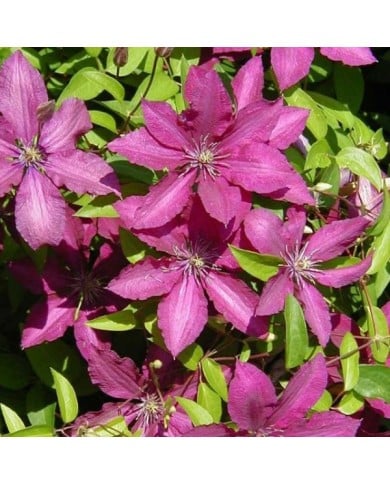 Clématite Ruutel (D.R Travers)