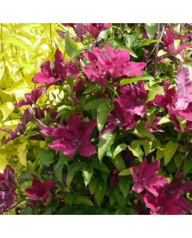 Clématite Ruutel (D.R Travers)