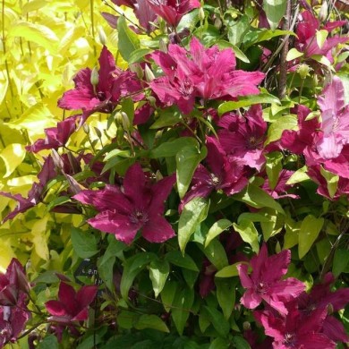 Clématite Ruutel (D.R Travers)