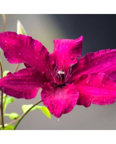 Clématite Ruutel (D.R Travers)