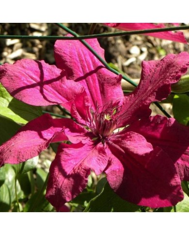 Clématite Ruutel (D.R Travers)