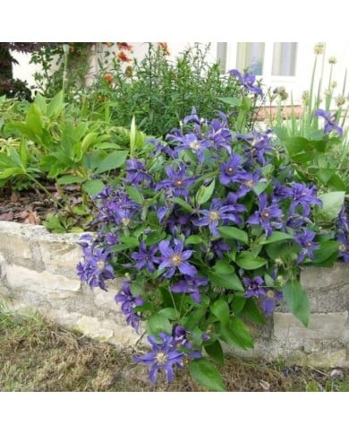 Clématite SAPHYRA® Indigo 'cleminov 51' (D.R. / &copy;Pépinières Travers)