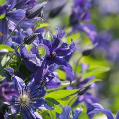 Clématite SAPHYRA® Indigo 'cleminov 51' (D.R. / &copy;Pépinières Travers)