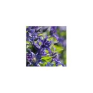 Clématite SAPHYRA® Indigo 'cleminov 51' (D.R. / &copy;Pépinières Travers)