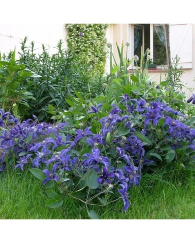 Clématite SAPHYRA® Indigo 'cleminov 51' (D.R. / &copy;Pépinières Travers)
