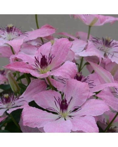 Clématite Sarah Elisabeth™ 'Evipo098' (D.R Travers)