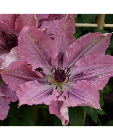 Clématite Sarah Elisabeth™ 'Evipo098' (D.R Travers)