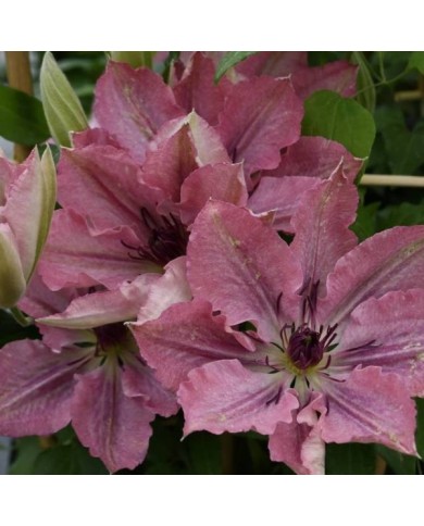 Clématite Sarah Elisabeth™ 'Evipo098' (D.R Travers)