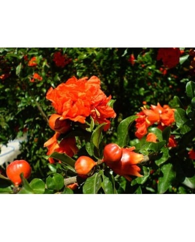 Grenadier à fleurs 'Pleniflora'