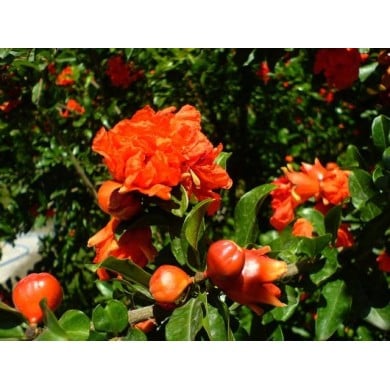 Grenadier à fleurs 'Pleniflora'