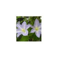 Clématite Spotlight® 'Zo08160' (D.R. Travers)