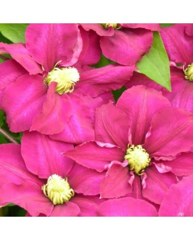 Clématite SUCCESS® Magenta 'Tra73' (D.R Travers)