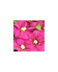 Clématite SUCCESS® Magenta 'Tra73' (D.R Travers)