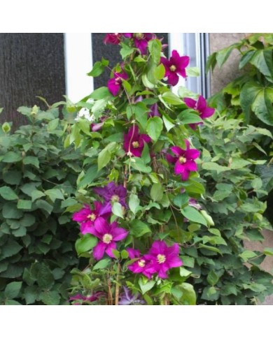 Clématite SUCCESS® Magenta 'Tra73' (D.R Travers)