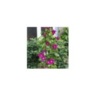 Clématite SUCCESS® Magenta 'Tra73' (D.R Travers)