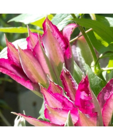 Clématite SUCCESS® Magenta 'Tra73' (D.R Travers)