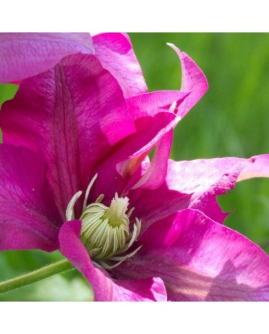 Clématite SUCCESS® Magenta 'Tra73' (D.R Travers)