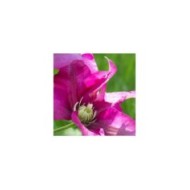 Clématite SUCCESS® Magenta 'Tra73' (D.R Travers)