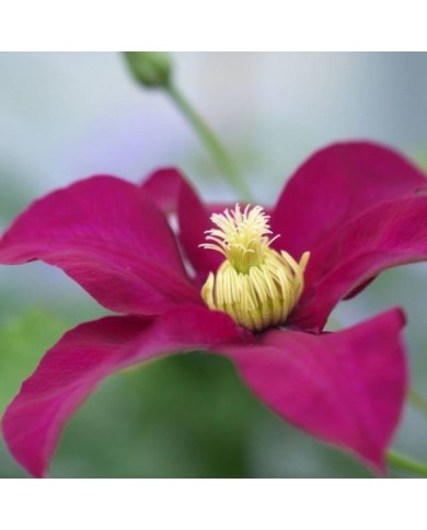 Clématite SUCCESS® Magenta 'Tra73' (D.R Travers)