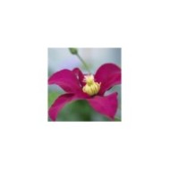 Clématite SUCCESS® Magenta 'Tra73' (D.R Travers)