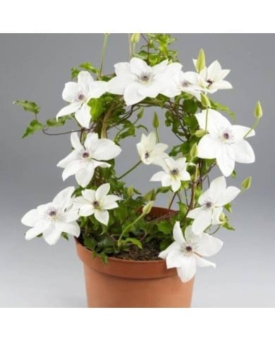 Clématite Tsukiko™ 'Evipo110' (D.R Travers)