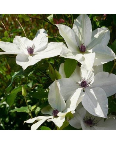 Clématite Tsukiko™ 'Evipo110' (D.R Travers)