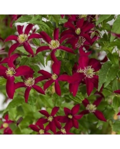 Clématite viticella Glorious® Red 'Zo23015' (D.R Travers)