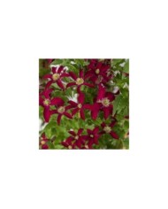 Clématite viticella Glorious® Red 'Zo23015' (D.R Travers)