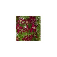 Clématite viticella Glorious® Red 'Zo23015' (D.R Travers)