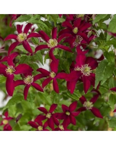 Clématite viticella Glorious® Red 'Zo23015' (D.R Travers)