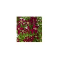 Clématite viticella Glorious® Red 'Zo23015' (D.R Travers)