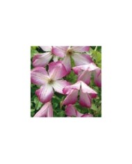 Clématite viticella I Am® Lady Q 'Zoiamlq' (D.R Travers)