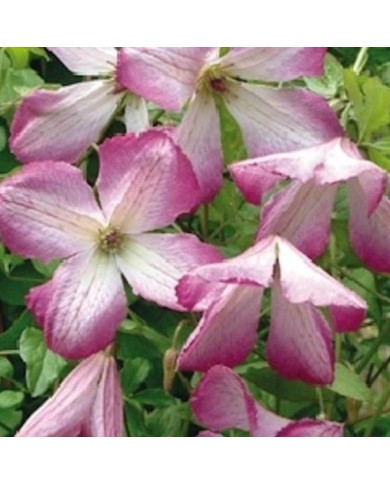 Clématite viticella I Am® Lady Q 'Zoiamlq' (D.R Travers)