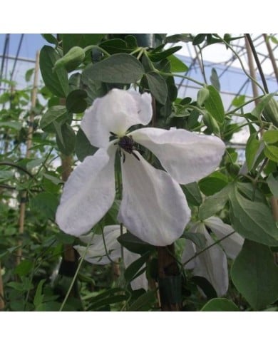 Clématite viticella Maria Cornelia® 'Zomacor' (D.R Travers)
