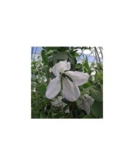 Clématite viticella Maria Cornelia® 'Zomacor' (D.R Travers)
