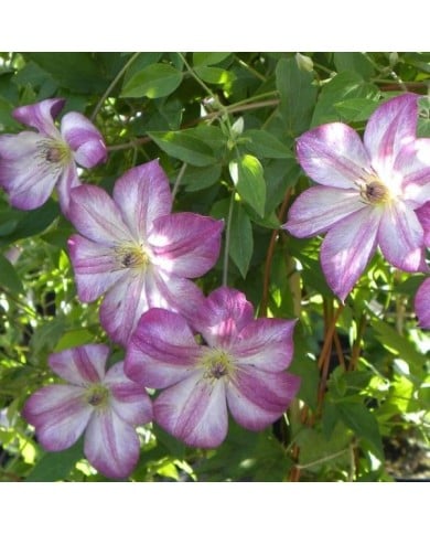 Clématite viticella Pernille® 'ZO09113' (D.R Travers)