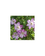 Clématite viticella Pernille® 'ZO09113' (D.R Travers)