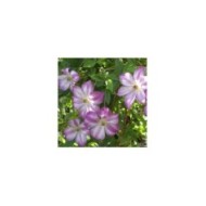 Clématite viticella Pernille® 'ZO09113' (D.R Travers)