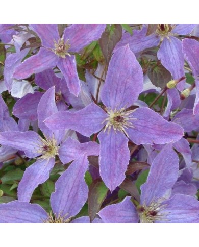 Clématite viticella Sunny Sky® 'Zosusk' (D.R Travers)