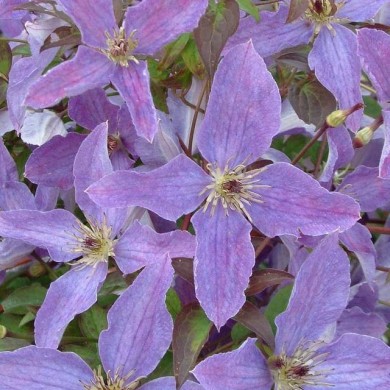 Clématite viticella Sunny Sky® 'Zosusk' (D.R Travers)