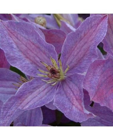 Clématite viticella Sunny Sky® 'Zosusk' (D.R Travers)