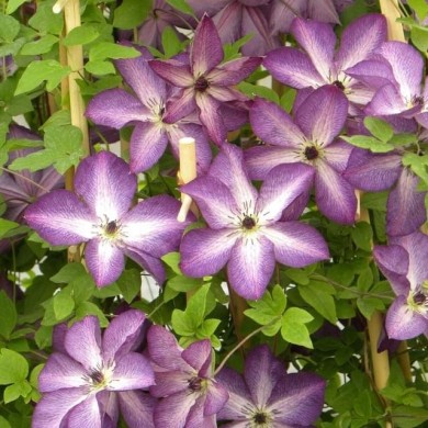Clématite viticella Venosa (D.R. / &copy;Pépinières Travers)