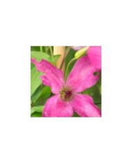 Clématite viticella Wonderful® 'Zo09073' (D.R Travers)