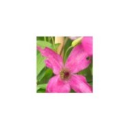 Clématite viticella Wonderful® 'Zo09073' (D.R Travers)