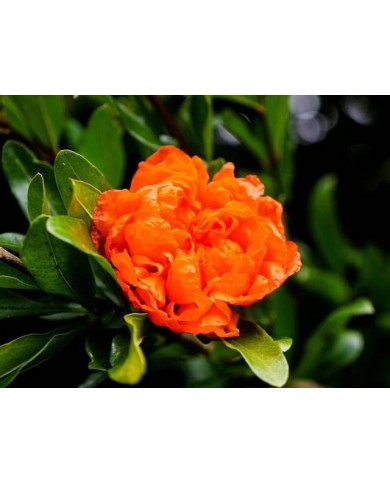 Grenadier à fleurs 'Pleniflora'