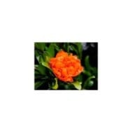 Grenadier à fleurs 'Pleniflora'