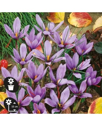Crocus à safran (C. sativus) - par 25